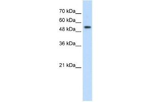 WB Suggested Anti-PRPF19 Antibody Titration:  2. (PRP19 抗体  (Middle Region))