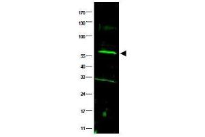 Image no. 1 for anti-Fanconi Anemia, Complementation Group C (FANCC) (AA 96-112) antibody (ABIN401268) (FANCC 抗体  (AA 96-112))