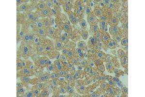 IHC-P analysis of liver tissue, with DAB staining. (TLR5 抗体  (AA 327-646))