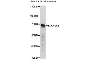 Western blot analysis of extracts of mouse small intestine, using SLC40A1 antibody. (SLC40A1 抗体)