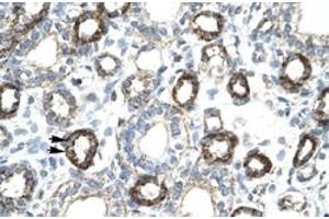 Immunohistochemical staining (Formalin-fixed paraffin-embedded sections) of human kidney with FOXF2 polyclonal antibody  at 4-8 ug/mL working concentration. (FOXF2 抗体  (N-Term))