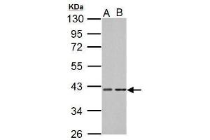 WB Image Sample (30 ug of whole cell lysate) A: NIH-3T3 B: C2C12 10% SDS PAGE antibody diluted at 1:1000 (PRKACA 抗体  (Center))