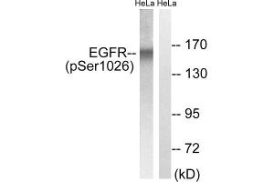 Western blot analysis of extracts from HeLa cells, treated with TSA (400nM, 24hours), using EGFR (Phospho-Ser1026) antibody. (EGFR 抗体  (pSer1026))
