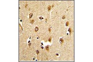 Immunohistochemistry analysis in Formalin Fixed, Paraffin Embedded Human brain tissue stained with ABI1 Antibody (N-term) Cat. (ABI1 抗体  (N-Term))