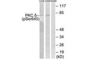 Western blot analysis of extracts from COS7 cells and A549 cells, using PKC delta (Phospho-Ser645) Antibody. (PKC delta 抗体  (pSer645))