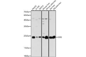 Western blot analysis of extracts of various cell lines, using SSR2 antibody (ABIN7270299) at 1:1000 dilution. (SSR2 抗体)