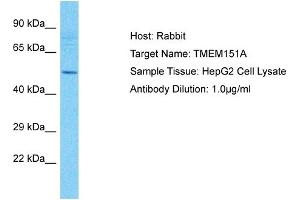 Host: Rabbit Target Name: TMEM151A Sample Type: HepG2 Whole Cell lysates Antibody Dilution: 1. (TMEM151A 抗体  (Middle Region))