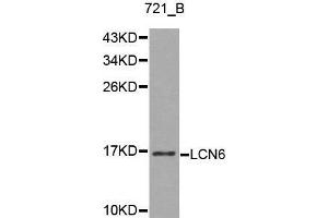 Western blot analysis of 721_B cell lysate using LCN6 antibody. (LCN6 抗体  (AA 25-120))