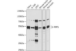 Western blot analysis of extracts of various cell lines, using RRP1 antibody (ABIN7270043) at 1:1000 dilution. (RRP1 抗体  (AA 26-253))