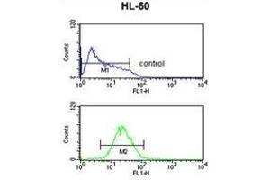 TNFRSF14 Antibody (Center) flow cytometric analysis of HL-60 cells (bottom histogram) compared to a negative control cell (top histogram). (HVEM 抗体  (Middle Region))