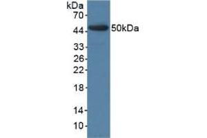 Western blot analysis of recombinant Pig BMP4. (BMP4 抗体  (AA 25-201))