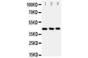 Western Blotting (WB) image for anti-Chemokine (C-C Motif) Receptor 9 (CCR9) (AA 1-17), (N-Term) antibody (ABIN3042897) (CCR9 抗体  (N-Term))