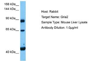 Host:  Mouse  Target Name:  GRIA2  Sample Tissue:  Mouse Liver  Antibody Dilution:  1ug/ml (GRIA2 抗体  (N-Term))