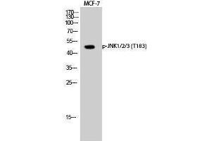 Western Blotting (WB) image for anti-Mitogen-Activated Protein Kinase 8 (MAPK8) (pThr183) antibody (ABIN3182055) (JNK 抗体  (pThr183))