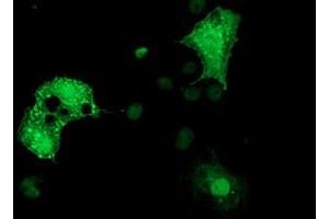 Anti-DTNA mouse monoclonal antibody (ABIN2454049) immunofluorescent staining of COS7 cells transiently transfected by pCMV6-ENTRY DTNA (RC223952). (DTNA 抗体)