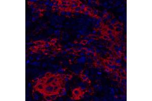 Immunofluorescence (IF) image for anti-CD40 (CD40) (AA 227-277) antibody (ABIN7454023) (Recombinant CD40 抗体  (AA 227-277))