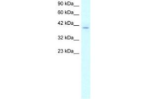 WB Suggested Anti-RUVBL2 Antibody Titration:  2. (RUVBL2 抗体  (N-Term))