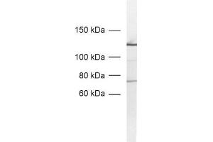 dilution: 1 : 1000, sample: nuclear extracts from PC12 cells (SF3A1 抗体)