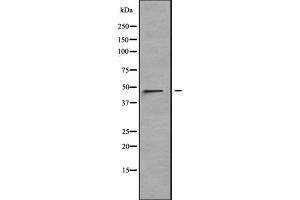 Western blot analysis of LRRC42 expression in HT1080 cell lysate,The lane on the left is treated with the antigen-specific peptide. (LRRC42 抗体  (N-Term))