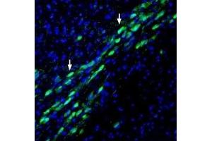 Immunohistochemistry (IHC) image for anti-Solute Carrier Family 9, Subfamily A (NHE1, Cation Proton Antiporter 1), Member 1 (SLC9A1) (AA 54-67), (Extracellular) antibody (ABIN7043761)