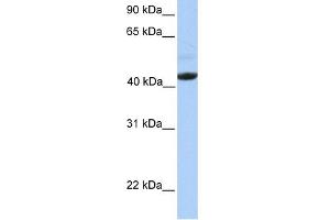 WB Suggested Anti-EDAR Antibody Titration:  0. (EDAR 抗体  (Middle Region))