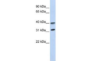WB Suggested Anti-GPR27 Antibody Titration:  0.