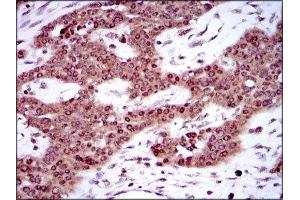Immunohistochemistry (IHC) image for anti-Sex Determining Region Y (SRY) (AA 1-204) antibody (ABIN1846456) (SRY 抗体  (AA 1-204))