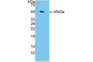 Western blot analysis of recombinant Human AQP4. (Aquaporin 4 抗体  (AA 178-317))