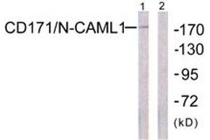 Western blot analysis of extracts from K562 cells, using CD171/N-CAML1 (Ab-1181) Antibody. (L1CAM 抗体  (AA 1147-1196))