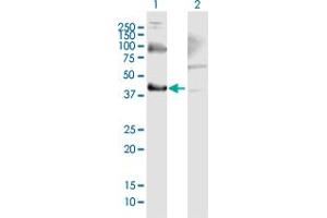 Western Blot analysis of THOC3 expression in transfected 293T cell line by THOC3 MaxPab polyclonal antibody. (THO Complex 3 抗体  (AA 1-351))