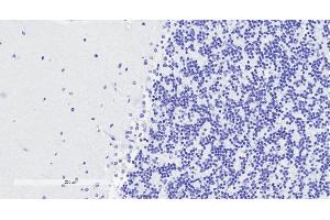 ABIN625829 Negative Control showing staining of paraffin embedded Human Cerebellum, with no primary antibody.