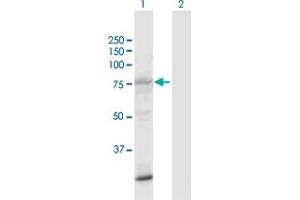 Western Blotting (WB) image for anti-Salt-Inducible Kinase 1 (SIK1) (AA 1-783) antibody (ABIN530987)