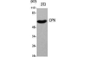 Western Blot analysis of various cells using OPN Polyclonal Antibody diluted at 1:500.