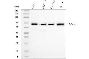 Western blot analysis of NFIB/NF1B2 using anti-NFIB/NF1B2 antibody (ABIN7602995).