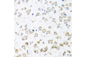 Immunohistochemistry of paraffin-embedded mouse brain using RPL36 antibody at dilution of 1:100 (x40 lens). (RPL36 抗体)