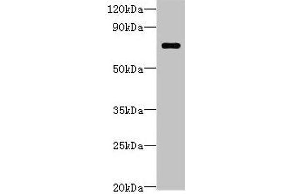 LRRC4 anticorps  (AA 1-602)
