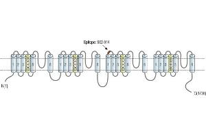 anti-Sodium Leak Channel, Non-Selective (NALCN) (AA 902-914), (Domain 3), (Extracellular) antibody