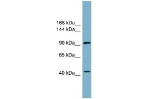 ITCH antibody used at 1 ug/ml to detect target protein. (ITCH 抗体)