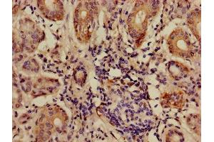 Immunohistochemistry of paraffin-embedded human salivary gland tissue using ABIN7144122 at dilution of 1:100 (ANGPTL7 抗体  (AA 27-296))