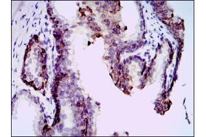 Immunohistochemical analysis of paraffin-embedded kidney tissues using mouse Splunc2 antibody with DAB staining. (BPIFA2 抗体)