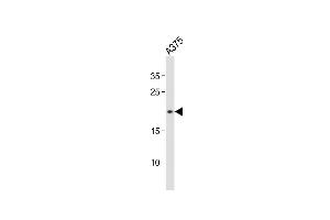 Anti-CDKN2A Antibody (S8)at 1:500 dilution +  whole cell lysates Lysates/proteins at 20 μg per lane. (CDKN2A 抗体  (N-Term))