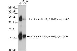 Western blot analysis of extracts of Rabbit Anti-Goat IgG (H+L), using Rabbit Anti-Goat IgG (H+L) antibody (ABIN7267835) at 1:1000 dilution.