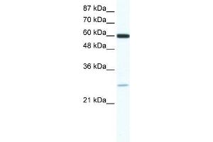 ZFP91 antibody used at 0. (ZFP91 抗体  (N-Term))