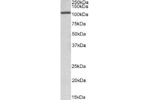 ABIN2561626 (1µg/ml) staining Rat Testis lysate (35µg protein in RIPA buffer). (CEBPZ 抗体  (AA 620-633))
