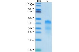 Human RGMa on Tris-Bis PAGE under reduced condition.