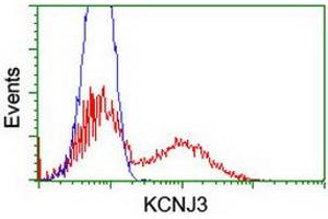 HEK293T cells transfected with either RC205322 overexpress plasmid (Red) or empty vector control plasmid (Blue) were immunostained by anti-KCNJ3 antibody (ABIN2455485), and then analyzed by flow cytometry. (KCNJ3 抗体  (AA 279-501))