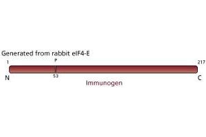 Image no. 3 for anti-Eukaryotic Translation Initiation Factor 4E (EIF4E) (AA 1-217) antibody (ABIN967870) (EIF4E 抗体  (AA 1-217))