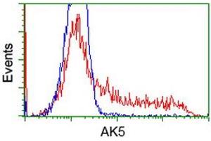 Image no. 7 for anti-Adenylate Kinase 5 (AK5) antibody (ABIN1496535) (Adenylate Kinase 5 抗体)