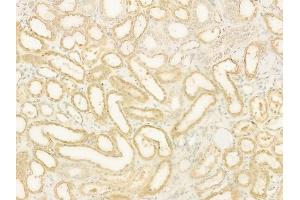 ABIN6260239 and ABIN6273094 at 1/100 staining human normal kidney tissue by IHC-P.