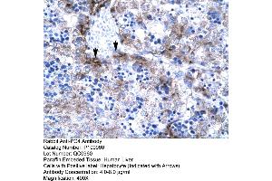 Human Liver (SUB1 抗体  (Middle Region))
